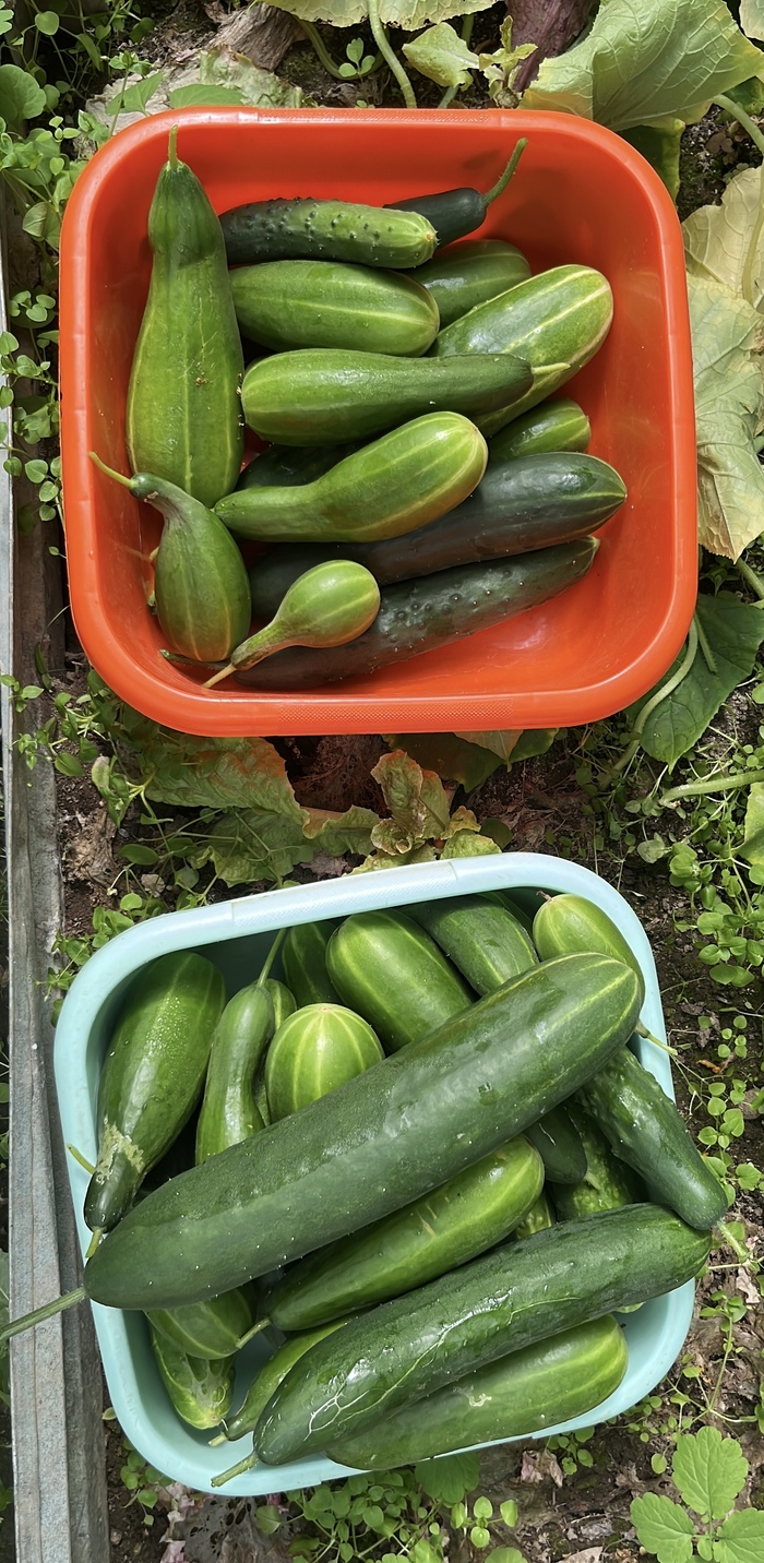 Ну и два тазика огурцов, которые неожиданным образом выросли сами по себе за неделю, без какого либо обсуждения.