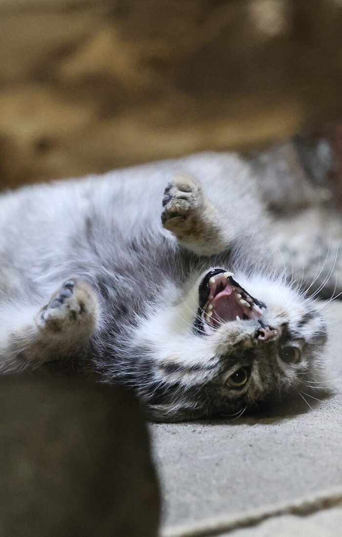 Не хочуууу!!! Не буууууду!!!