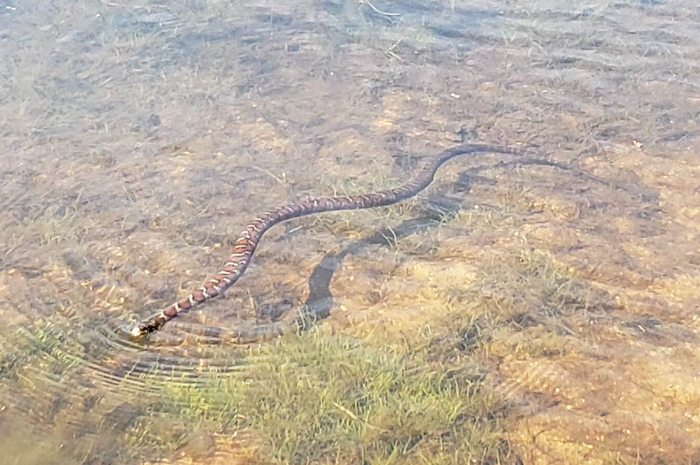    (milk snake)  ,  , , 