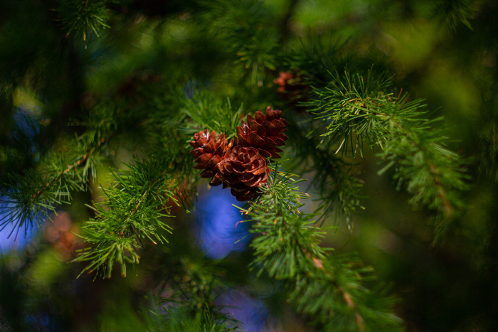 Canon eos550d/helios 44-2/lightroom