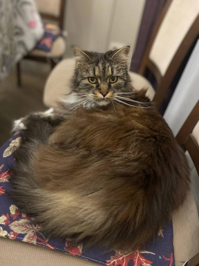 Княжеская шикарная шуба, а чего добился ты?