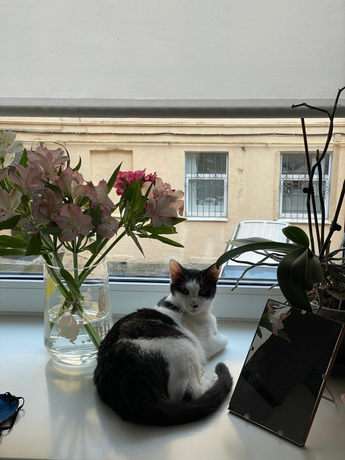 Москвичка Клякса постепенно превращается в утончённую петербурженку, но это неточно