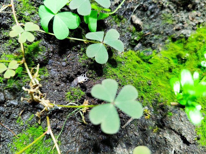 Тропический лес от начала до сегодняшнего дня Растения, Проект, Тропики, Лес, Длиннопост