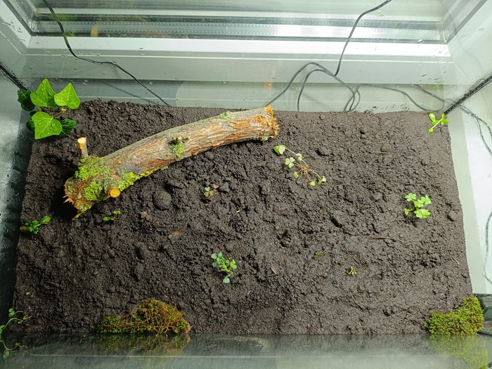 Тропический лес от начала до сегодняшнего дня Растения, Проект, Тропики, Лес, Длиннопост