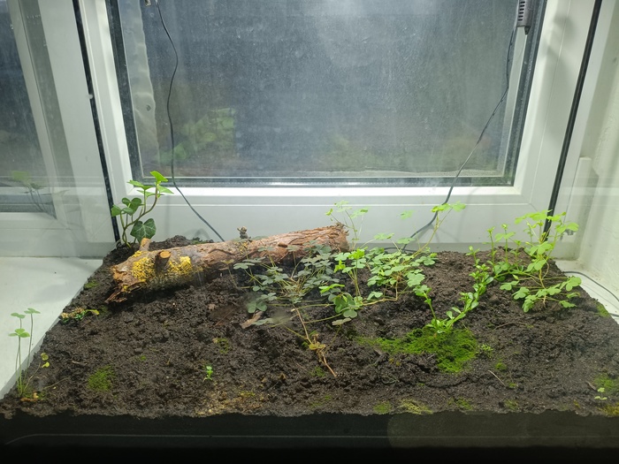 Тропический лес от начала до сегодняшнего дня Растения, Проект, Тропики, Лес, Длиннопост