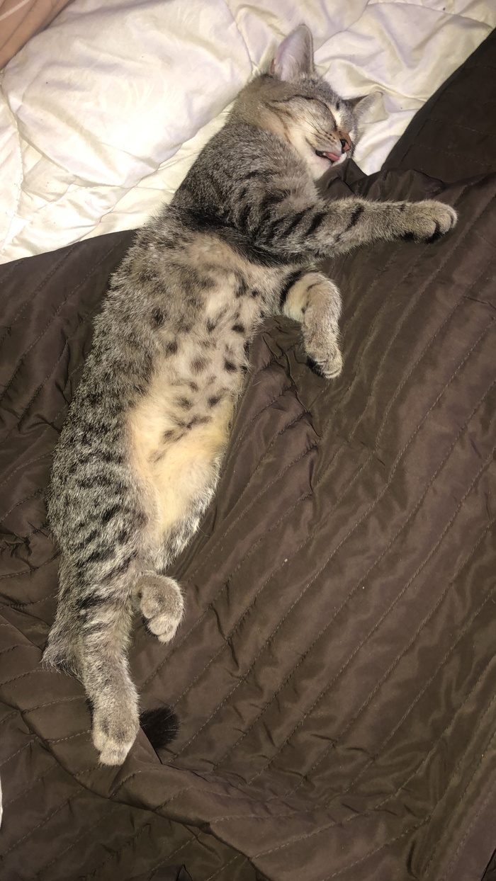 ��� ���������