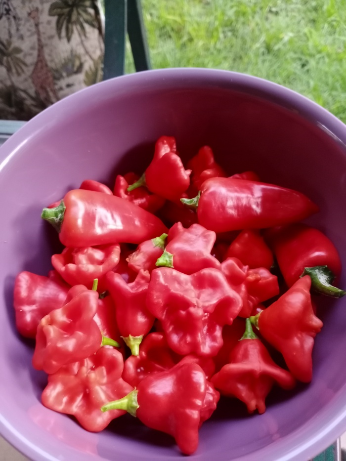      .   : BISHOPS CROWN, Nepali,Uba Tuba, Irish Bonnet.    !   ,     .