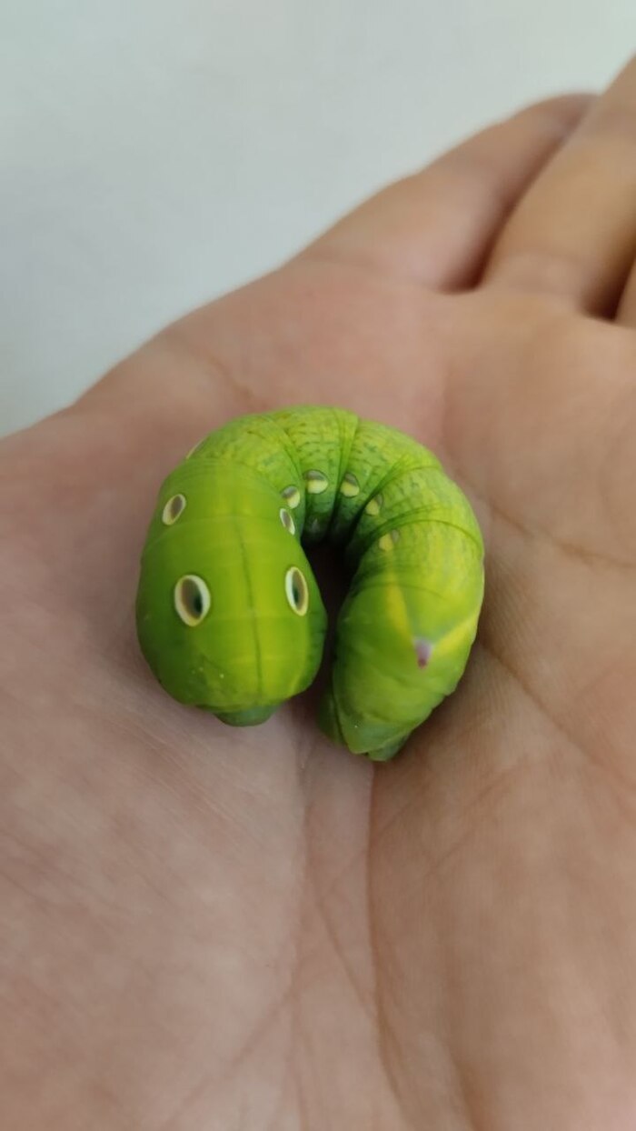    , 