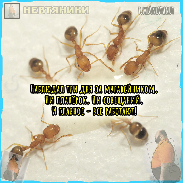  ,   , Telegram (), 