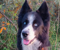 ���� �����