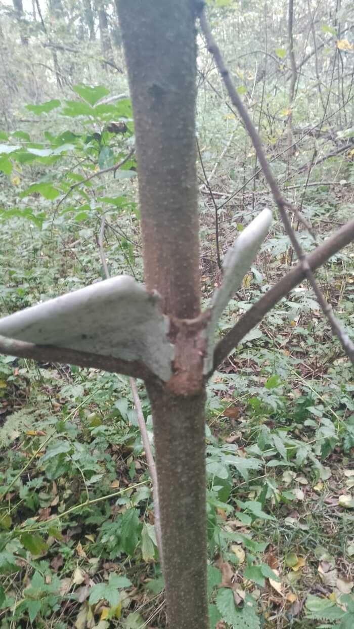 Тихая охота. Опята Грибы, Тихая охота, Отдых на природе, Опята, Своими руками, Грибники, Длиннопост