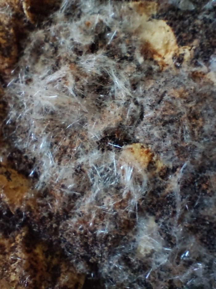 Осадок осажденный в нашатырном спирте и после высыхания на фильтре выросший в виде волосяных бесцветных длинных кристаллов. В воде растворимы. Так же присутствуют черные блестящие кристаллы не знаю чего