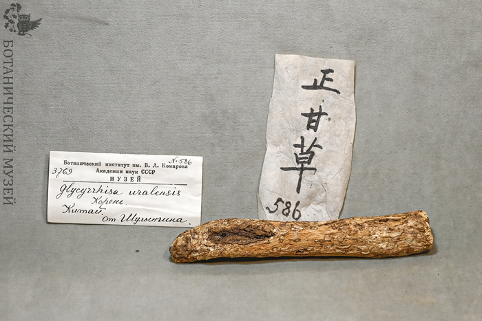 Корень солодки из коллекции китайских лекарственных средств. Из фондов Ботанического музея БИН РАН.
