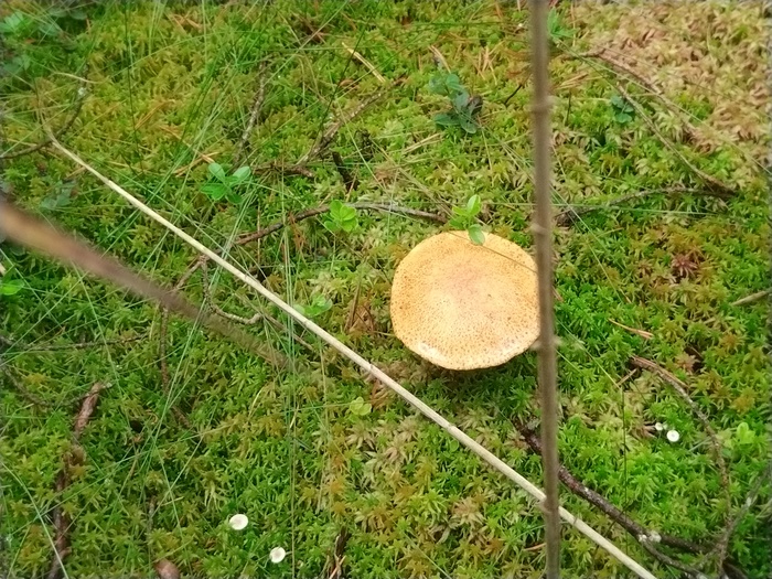 Грибалка Грибы, Тихая охота, Азарт, Длиннопост