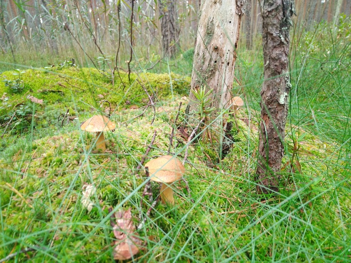 Грибалка Грибы, Тихая охота, Азарт, Длиннопост