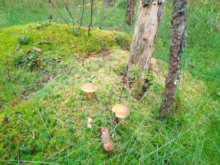 Грибалка Грибы, Тихая охота, Азарт, Длиннопост