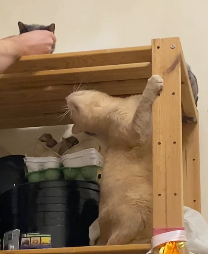  ,    (     ).   -  ,  ,   ,   .      .