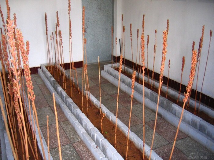 Выращивание пузатки в Китае, провинция Сычуань. Фото с сайта <!--noindex--><a href="https://pikabu.ru/story/orkhidei_puzatka_vyisokaya_13162052?u=http%3A%2F%2Fmolbiol.ru&t=molbiol.ru&h=e51ae933f486bf6be10eb7462c226dc77cbf494c" title="http://molbiol.ru" target="_blank" rel="nofollow noopener">molbiol.ru</a><!--/noindex-->.