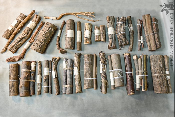 Сборы из Монголо-Сычуаньской экспедиции в Дендрологической коллекции Ботанического музея БИН РАН.