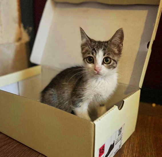       ...   ,  , ,   , , ,  , ,  , ,  , , ,  ,  , ,  , , , ,  ,  