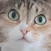 kittycot