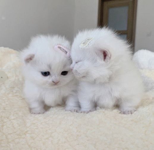     ) , Pikabu Publish Bot, , 