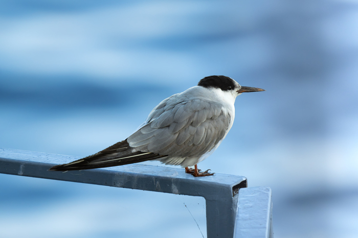   (. Sterna paradisaea)         , ,  ,  , , ,  , Sony, 