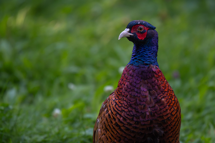  ,    (. Phasianus colchicus) ,  ,  , , ,  , Sony, , , ,  