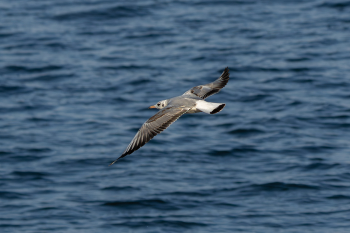  ,   ,    (. Chroicocephalus ridibundus) ,  ,  , , ,  , Sony, , 