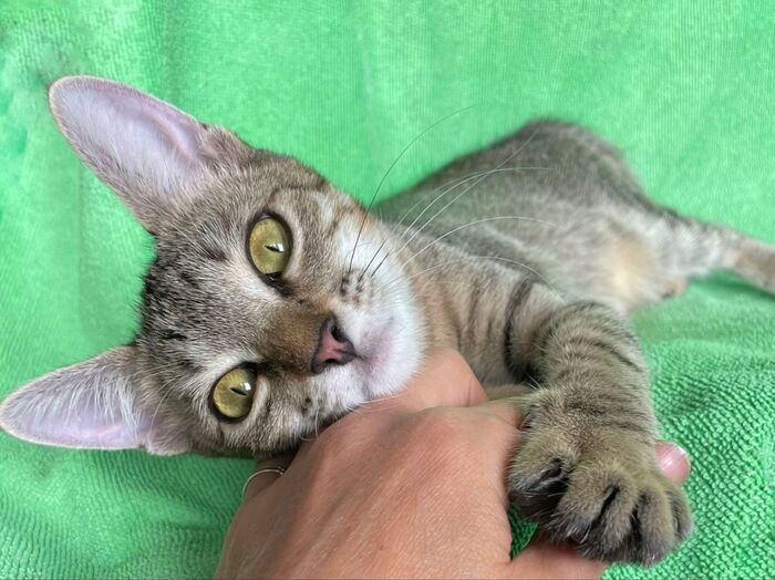 Ласковая девочка котенок ищет дом! Москва, МО Кот, Котята, В добрые руки, Помощь, Помощь животным, Без рейтинга, Спасение, Спасение животных, Приют для животных, Домашние животные, Бездомные животные, Москва, Московская область, Длиннопост