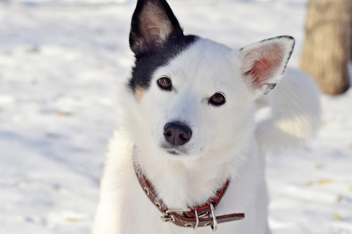 Бася, ставшая Радой