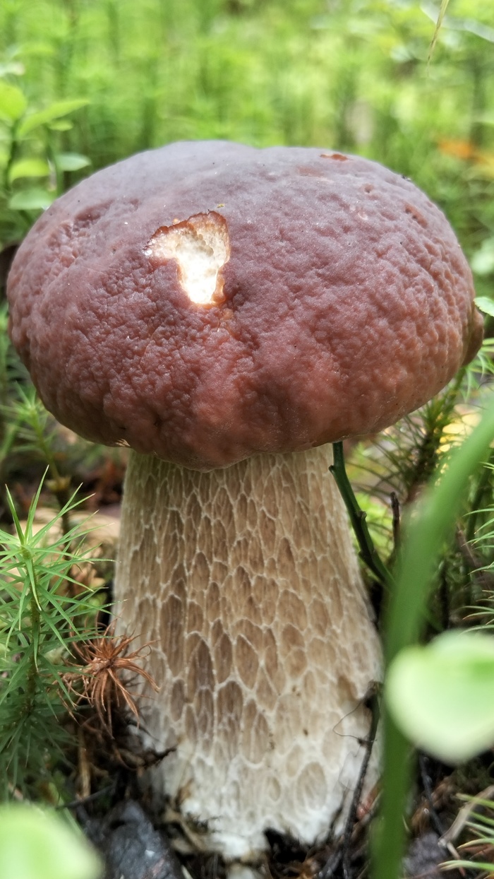 Киришский район Грибы, Тихая охота, Длиннопост