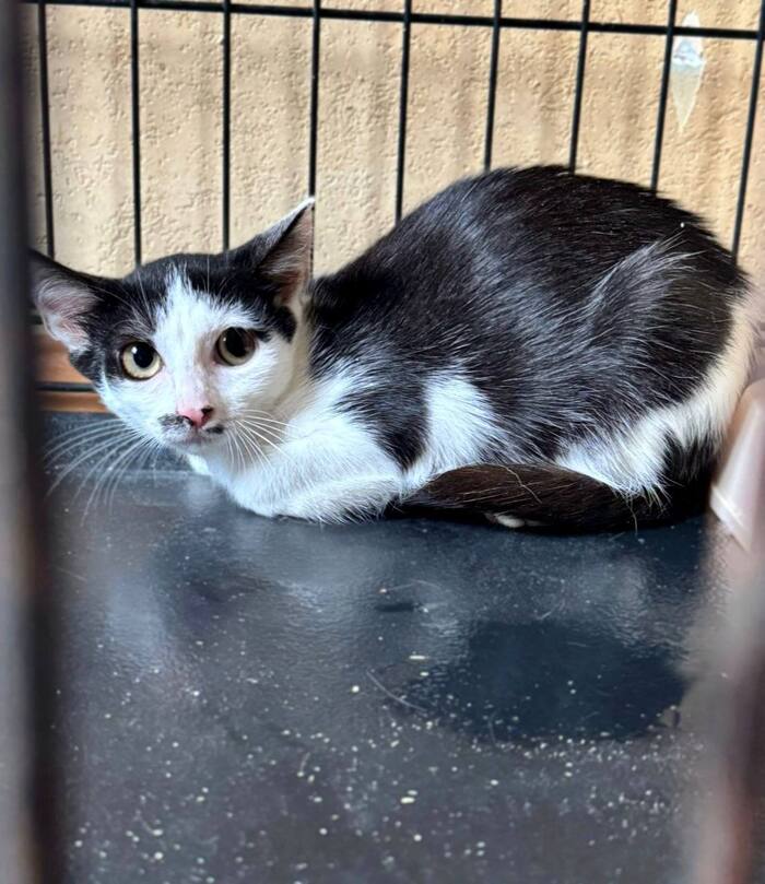 Печальная котенок девочка с усиками ищет дом!