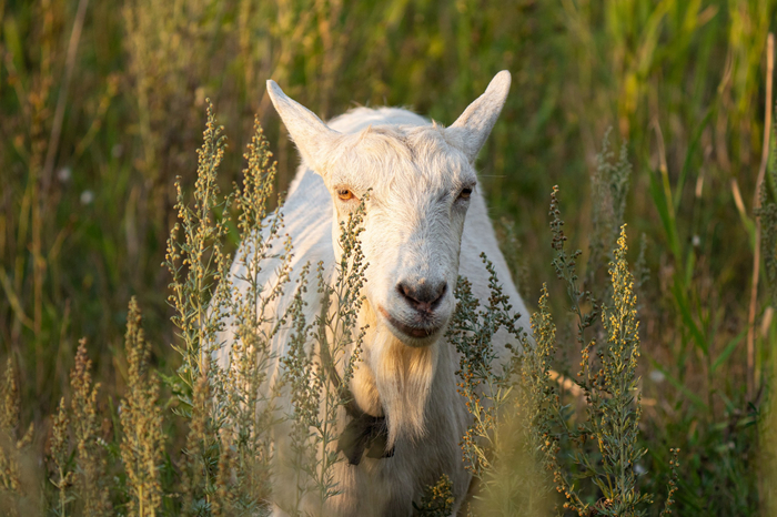 Beautiful goat's ,  ,  , , ,  , Sony, , , , ,  , ,  