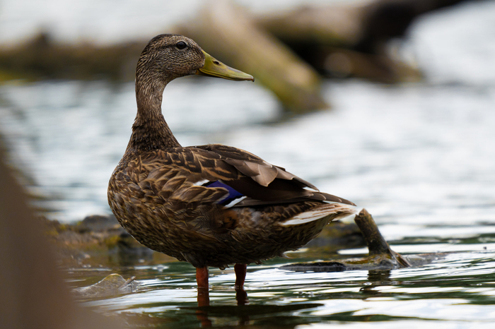  (. Anas platyrhynchos)      (Anatidae)   (Anseriformes) ,  ,  , , ,  , Sony, ,  , , , 