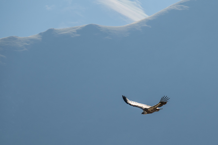 6  2025.     (3098.) , - , ,  , , , , -, , , Nikon, 