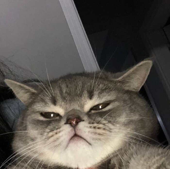 Когда парень говорит, что «не ревнивый» Кросспостинг, Pikabu Publish Bot, Мемы, Юмор, Кот, Картинки, Отношения, Любовь, Ревность, Милота