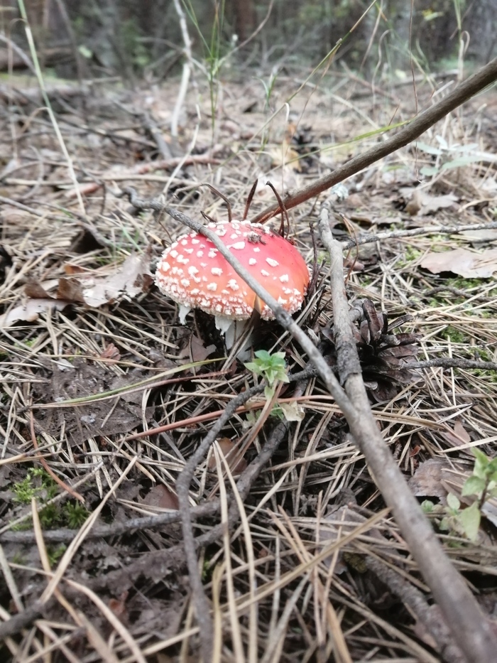 Грибное Грибы, Лес, Природа, Длиннопост