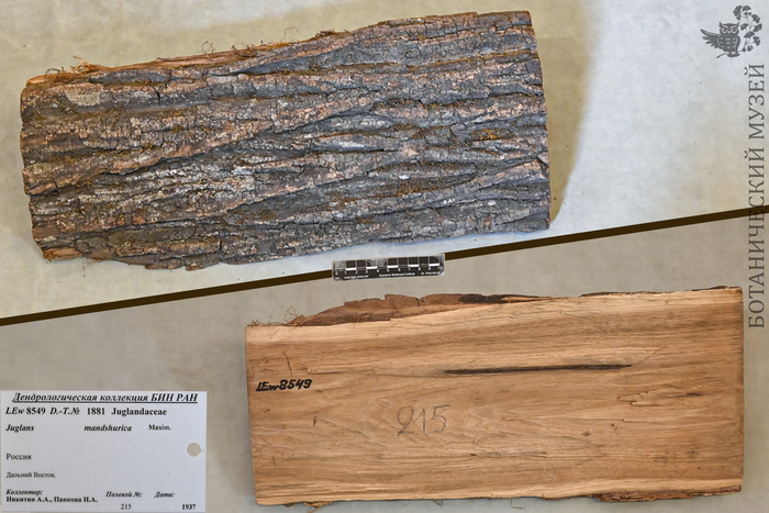 Древесина ореха маньчжурского. Из дендрологической коллекции Ботанического музея БИН РАН.
