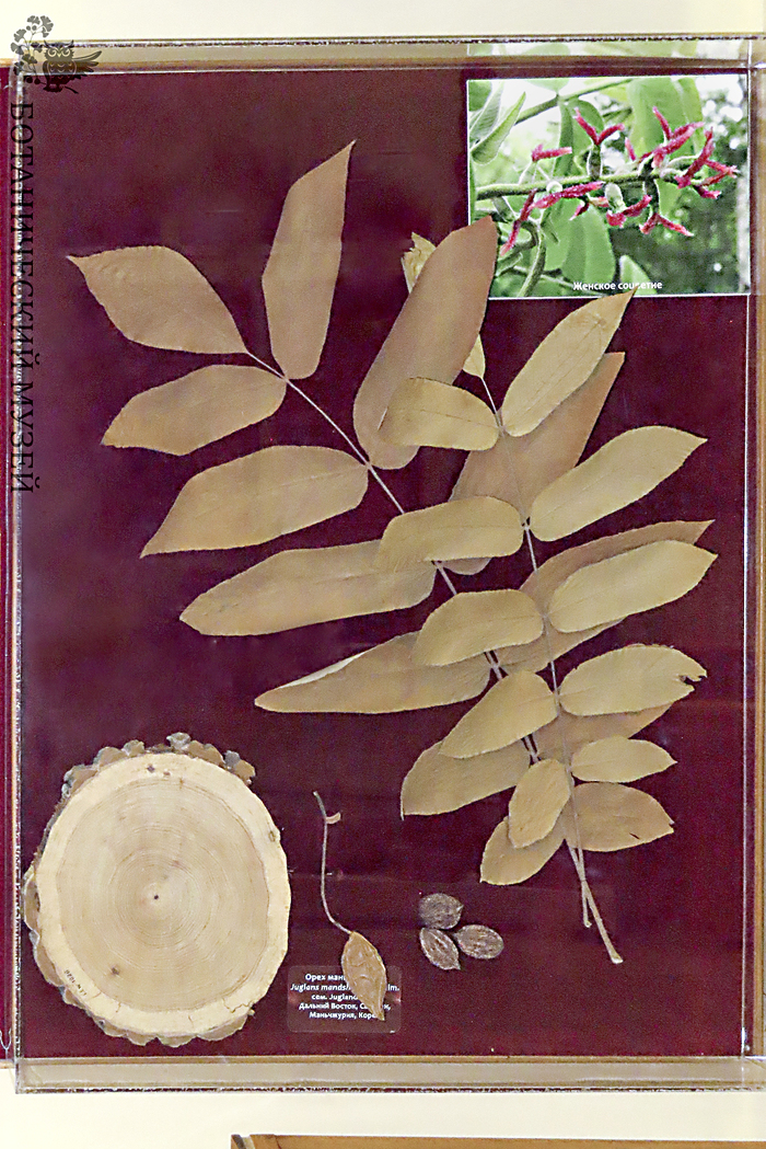 Маньчжурский орех из экспозиции Ботанического музея БИН РАН.