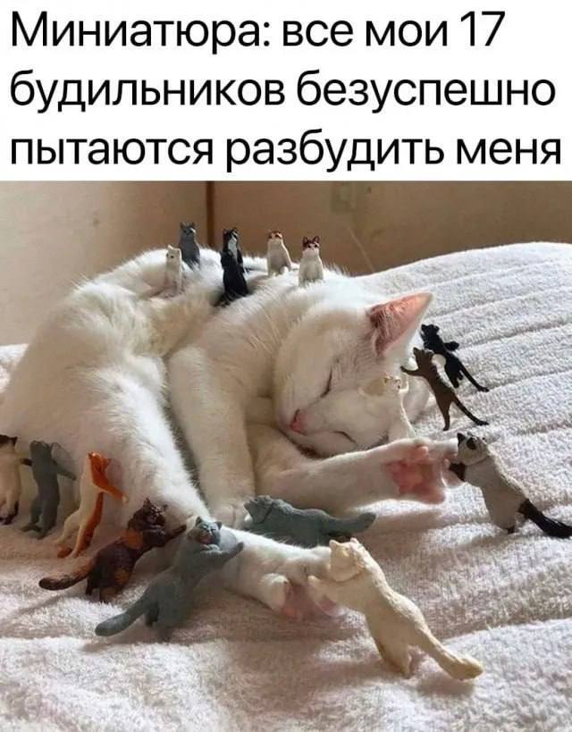   ,   ,  , , , , ,  , , ,   , , Telegram ()