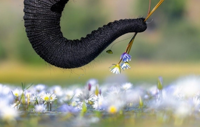 От сердца и почек, дарю вам цветочек!