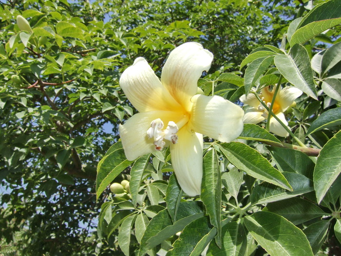 Во такой цветочек. Бывает до 10 см.