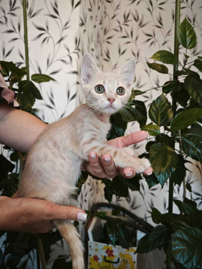 В поисках дома котята Без рейтинга, Животные, Помощь, Помощь животным, Спасение животных, Длиннопост, Кот