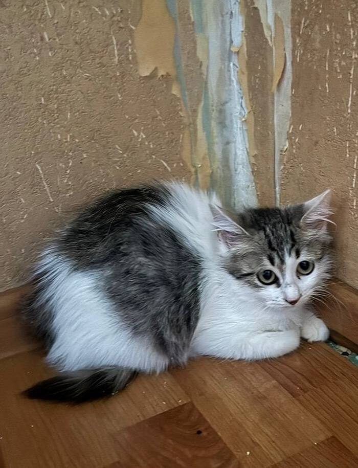 Котенок девочка из пустой квартиры ищет семью!