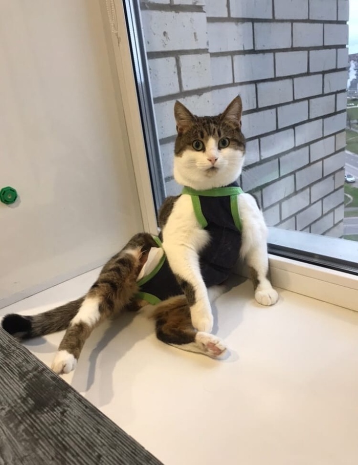 Котику Тефтелю нужны прокладки... Благотворительность, Спасение животных, В добрые руки, Приют для животных, Кот, Бездомные животные, Лига Добра, Сила Пикабу, Длиннопост