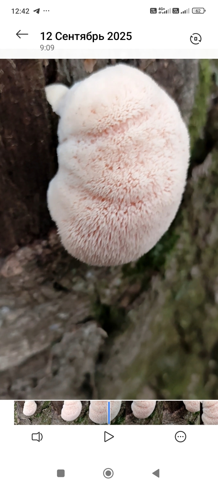 Hericium erinaceus  ,  , , , ,  ,  , 