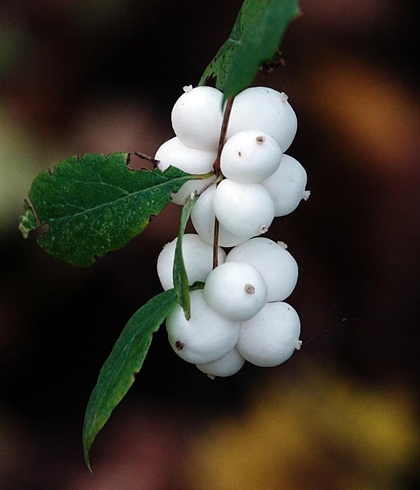 Снежноягодник белый (Symphoricarpos albus).