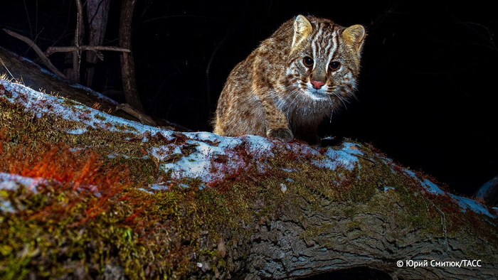 Дальневосточный лесной кот. Фото<a href="https://pikabu.ru/story/sama_ostorozhnost_13176069?u=https%3A%2F%2Ft.me%2Famurtigercenter%2F5392&t=%D0%BE%D1%82%D1%81%D1%8E%D0%B4%D0%B0&h=c22e5d72fabdcb38112909f594905953d73ea869" title="https://t.me/amurtigercenter/5392" target="_blank" rel="nofollow noopener"> отсюда</a>