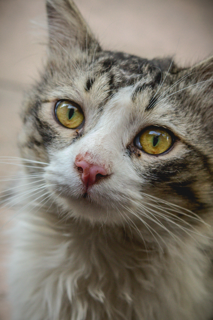 Котиковое Фотография, Canon, Кот, Море, Пляж, Длиннопост